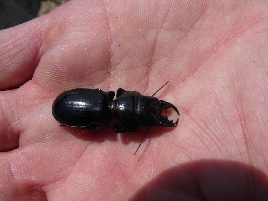 Scarites buparius